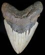 Massive, Megalodon Tooth - North Carolina #59011-1